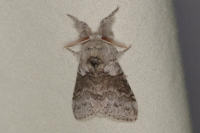 <i>Calliteara pudibunda</i>