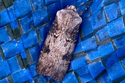 <i>Agrotis puta</i>