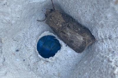 <i>Agrotis segetum</i>