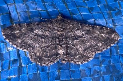 <i>Peribatodes rhomboidaria</i>
