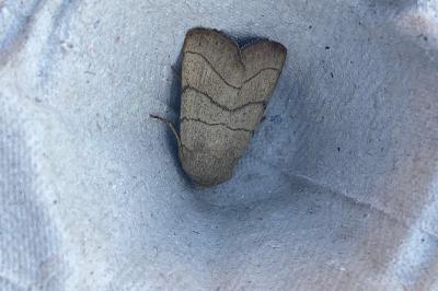 <i>Charanyca trigrammica</i>