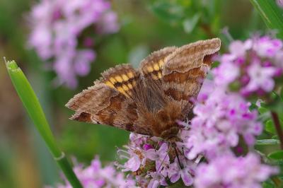 <i>Euclidia glyphica</i>