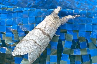 <i>Calliteara pudibunda</i>