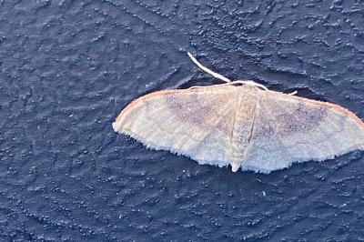 <i>Idaea degeneraria</i>