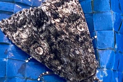 <i>Acronicta megacephala</i>