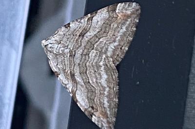 <i>Aplocera</i>