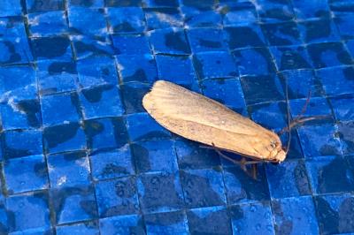 <i>Wittia sororcula</i>