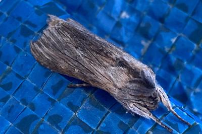 <i>Cucullia chamomillae</i>
