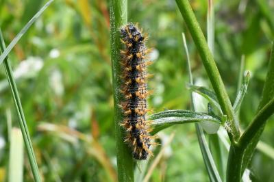 <i>Nymphalis polychloros</i>