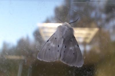 <i>Diaphora mendica</i>