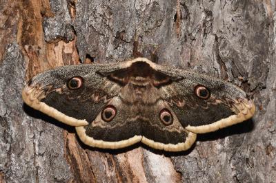 <i>Saturnia pyri</i>