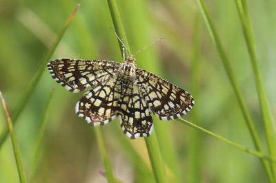 <i>Chiasmia clathrata</i>