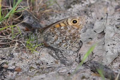 <i>Lasiommata megera</i>