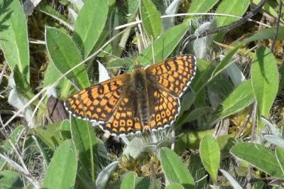 <i>Melitaea cinxia</i>