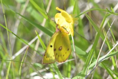 <i>Colias alfacariensis</i>