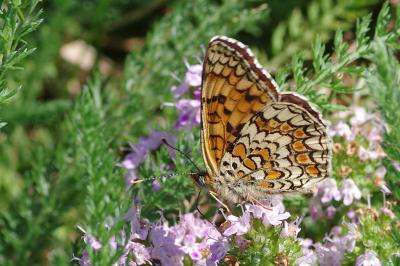 <i>Melitaea phoebe</i>