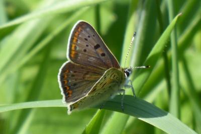 <i>Lycaena tityrus</i>