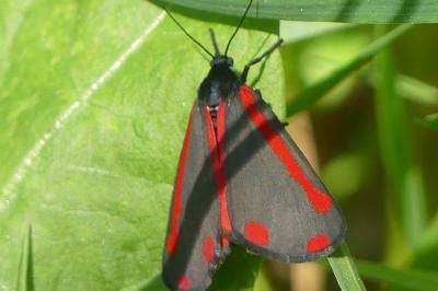 <i>Tyria jacobaeae</i>