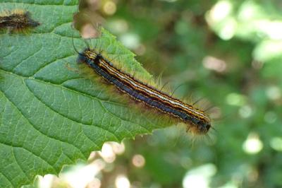 <i>Malacosoma neustria</i>