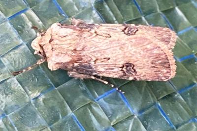 <i>Agrotis puta</i>
