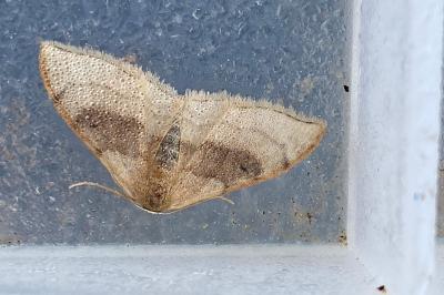 <i>Idaea degeneraria</i>