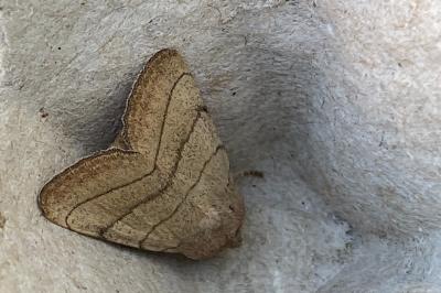 <i>Charanyca trigrammica</i>