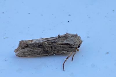 <i>Egira conspicillaris</i>