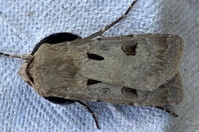 <i>Agrotis exclamationis</i>