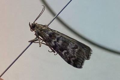<i>Dioryctria</i>