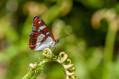 <i>Limenitis reducta</i>