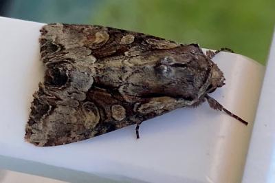 <i>Lacanobia w-latinum</i>