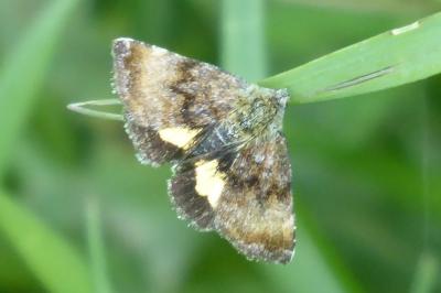 <i>Panemeria tenebrata</i>