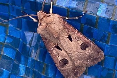<i>Agrotis exclamationis</i>
