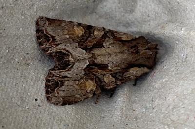 <i>Lacanobia w-latinum</i>