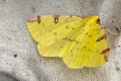 <i>Opisthograptis luteolata</i>