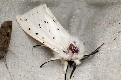 <i>Spilosoma lubricipeda</i>
