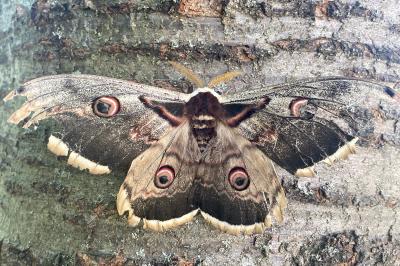 <i>Saturnia pyri</i>