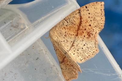 <i>Cyclophora punctaria</i>