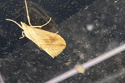 <i>Evergestis forficalis</i>