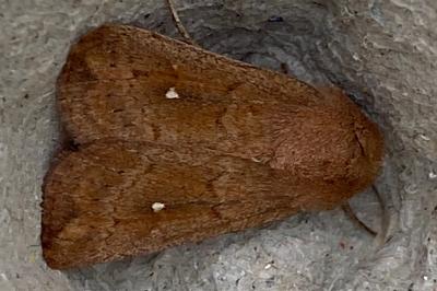 <i>Mythimna albipuncta</i>