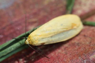 <i>Wittia sororcula</i>