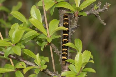 <i>Trichiura crataegi</i>