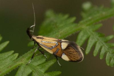 Oecophorinae