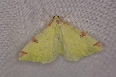 <i>Opisthograptis luteolata</i>
