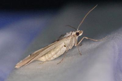 <i>Aplocera plagiata</i>
