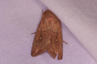 <i>Mythimna albipuncta</i>
