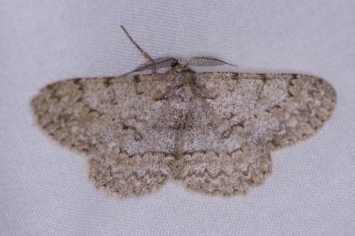 <i>Hypomecis punctinalis</i>