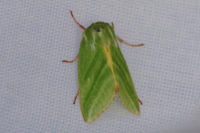 <i>Pseudoips prasinanus</i>