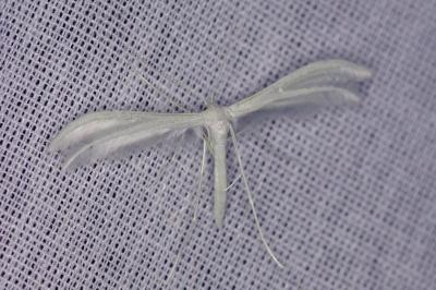 <i>Pterophorus pentadactylus</i>
