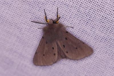 <i>Diaphora mendica</i>
